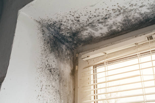 Affordable Mold Removal solutions in Burnsville, NC